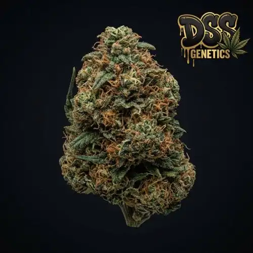 Sweet Tooth Feminized Seeds cannabis seeds