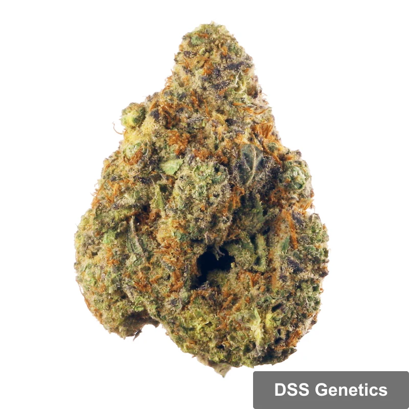 Swiss Cheese Autoflower Seeds cannabis seeds