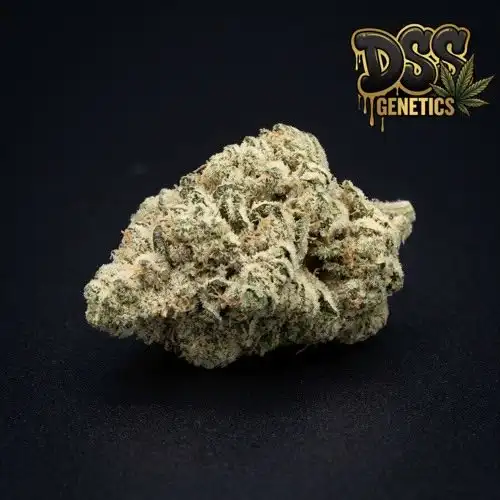 Vanilla Kush Feminized Seeds cannabis seeds