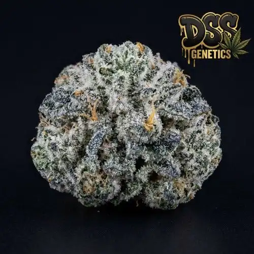 White Berry Feminized Seeds cannabis seeds