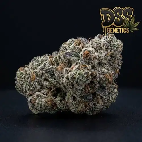 White Cookies grow guide