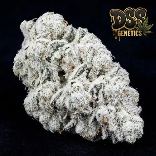 White Widow XTRM Feminized Seeds cannabis seeds