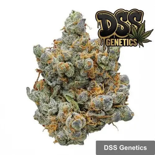 Zkittlez Feminized Seeds cannabis seeds