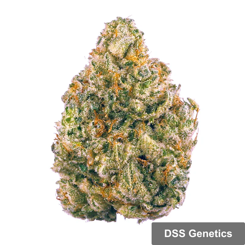 AK 47 Autoflower Seeds cannabis seeds – Regular strain