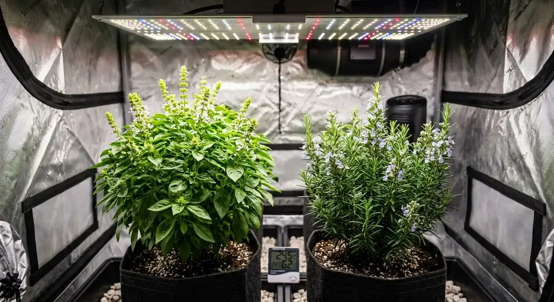 24k Gold cannabis plants in mid-flower showing dense bud structure, orange pistils, and healthy green foliage under grow lights