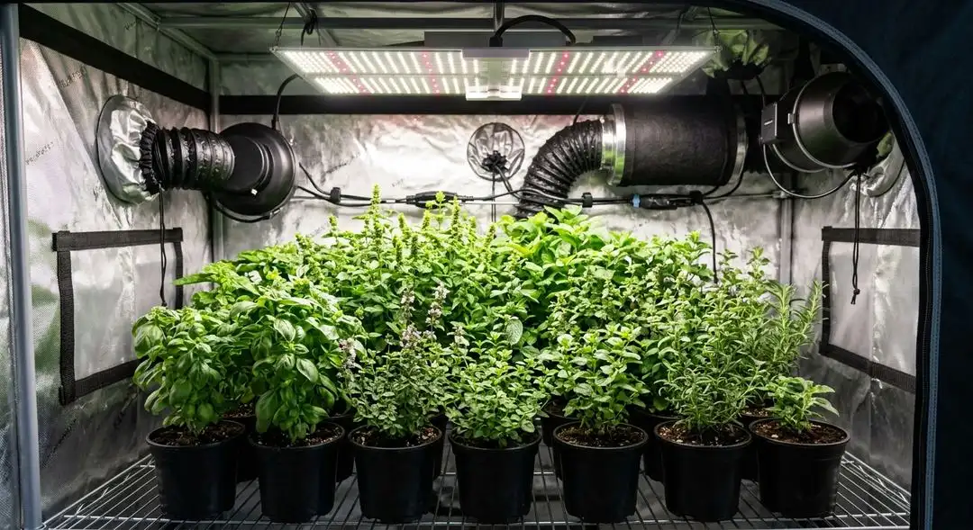 60 Days Wonder autoflower plant mid-flowering indoors under LED lighting showing compact medium-height structure with developing buds