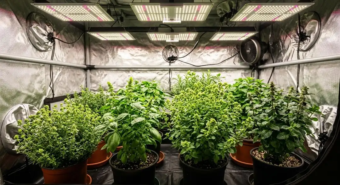 Acapulco Gold feminized cannabis plant in late flowering stage showing dense gold-tinted buds with heavy trichome coverage