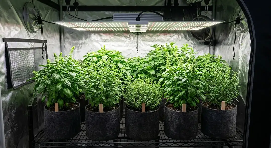 Afghan Kush feminized cannabis plants showing dense indica structure and heavy resin production during late flowering stage