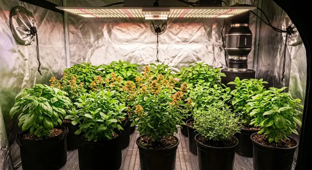 Agent Orange cannabis plant mid-flower showing healthy sativa structure with dense bud sites and vibrant green foliage under grow lights