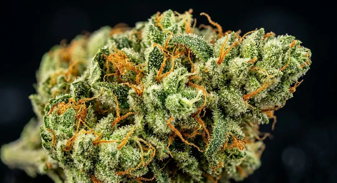 AK-47 feminized cannabis buds with dense resin coverage and amber pistils