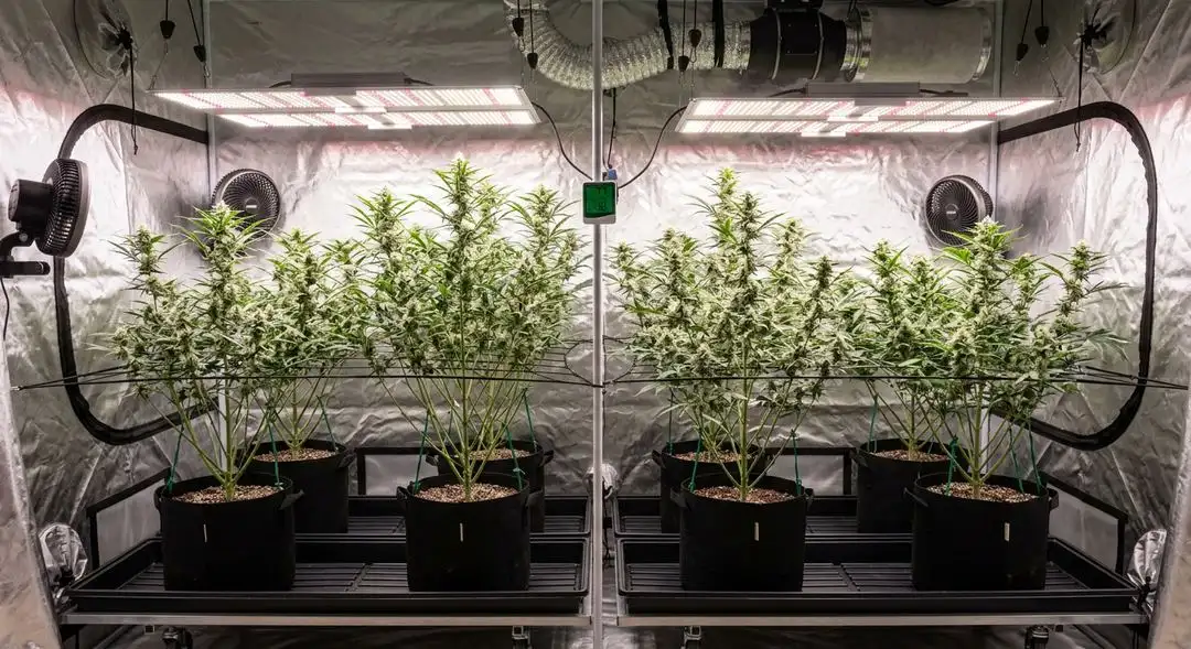 AK-47 cannabis plants growing indoors under LED lights with tall sativa structure