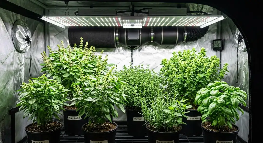 AK 47 x Sensi Star feminized cannabis plants in mid-flower showing dense bud structure and resin-coated calyxes under grow lights