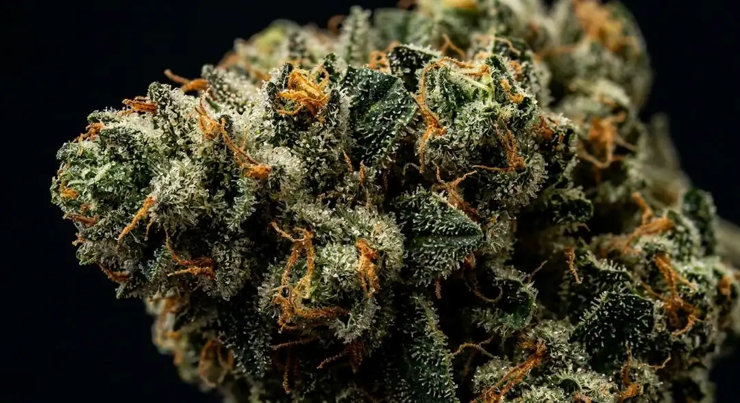 AK 47 XTRM feminized cannabis buds covered in trichomes with pine and citrus aroma, indoor harvest