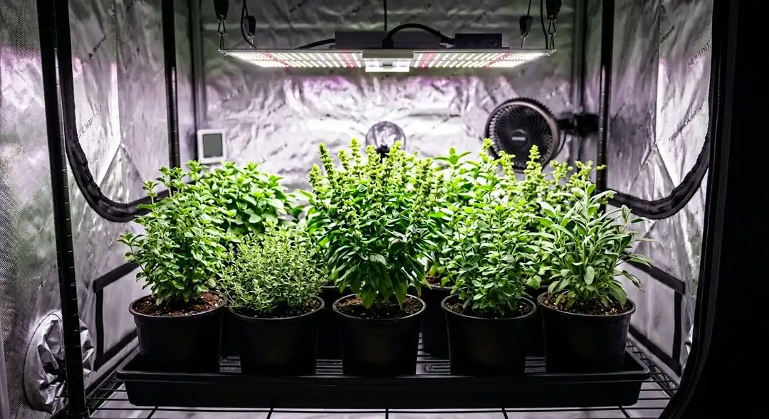 AK 47 XTRM cannabis plant in flowering stage showing dense bud sites and sativa structure under grow lights