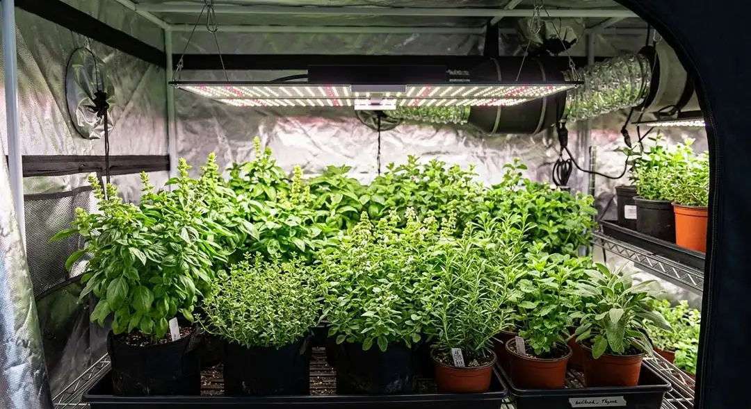 Alaskan Thunder Fuck cannabis plants in late vegetative stage showing vigorous sativa-dominant growth structure