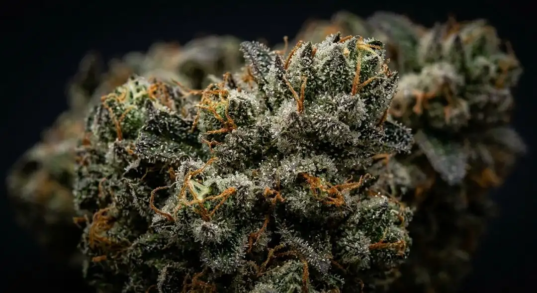 Alien Gorilla Glue feminized cannabis buds showing dense resin-coated calyxes with deep green and purple hues