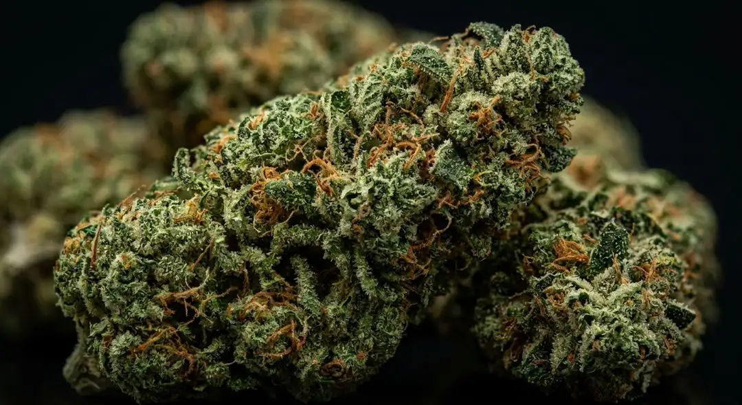 Dense Alien Rock Candy cannabis buds coated in trichomes showing deep green and purple hues with orange pistils