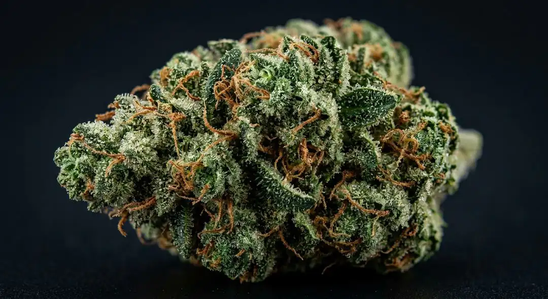 Dense Amnesia Haze autoflower buds with orange pistils, frosty trichomes, and citrus-green coloring at peak ripeness