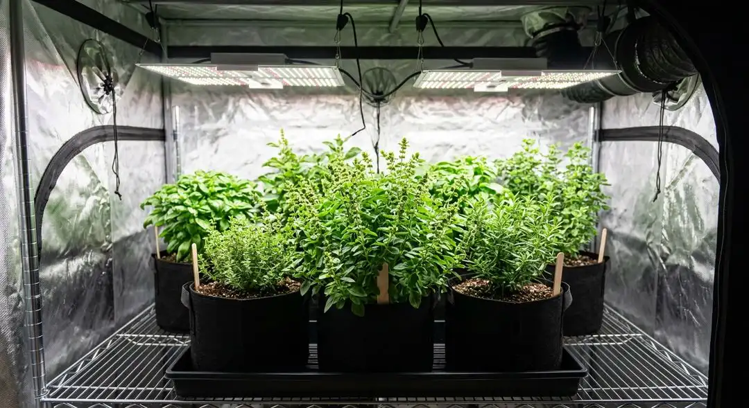 Amnesia Haze autoflower plant mid-flowering indoors showing sativa structure, long internodes, and developing cola sites