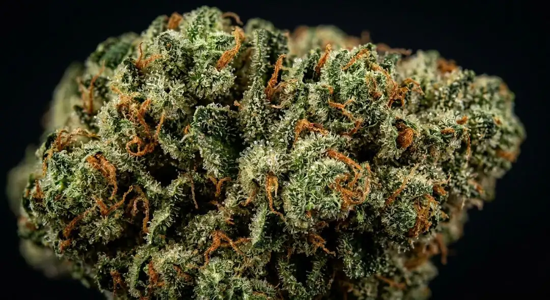 Close-up of Amnesia Trance feminized cannabis buds showing dense trichome coverage and vibrant haze structure