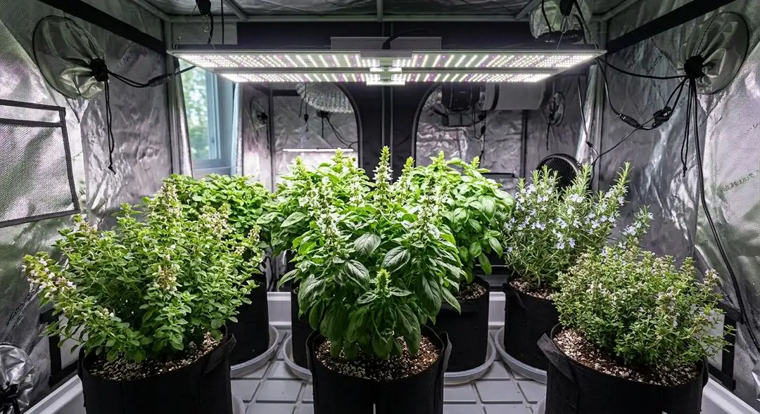 Amnesia Trance feminized cannabis plants in late vegetative stage showing vigorous sativa growth structure and leaf formation