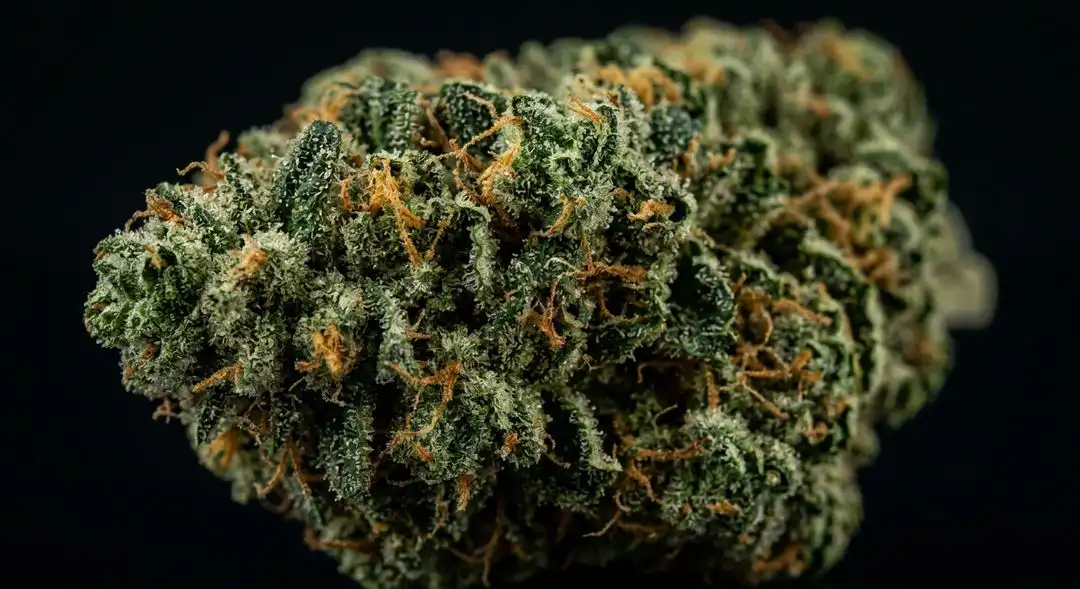 Close-up of B52 feminized cannabis buds showing dense indica structure with frosty trichomes and orange pistils