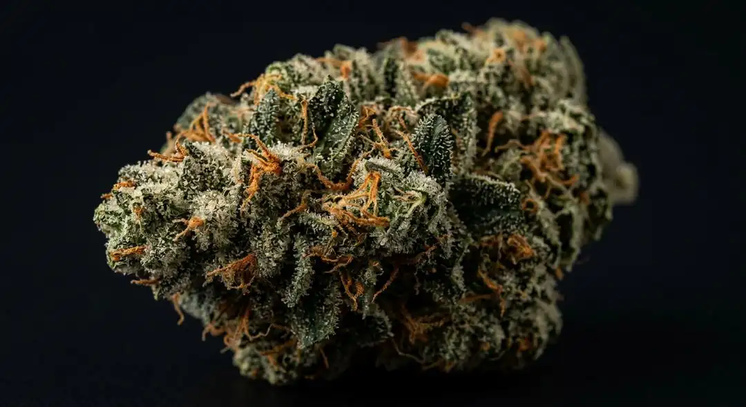 Dense, resin-coated Badazz Cheese cannabis buds showing deep green calyxes and amber trichomes at peak maturity