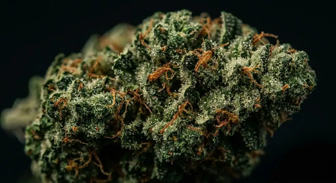 Dense frost-covered Big Bud feminized cannabis buds showing massive indica cola structure with resin-rich calyxes