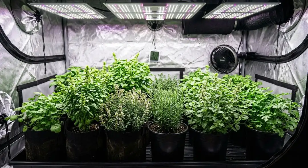 Big Bud feminized cannabis plant mid-flower showing massive swelling colas and dense indica bud structure under grow lights