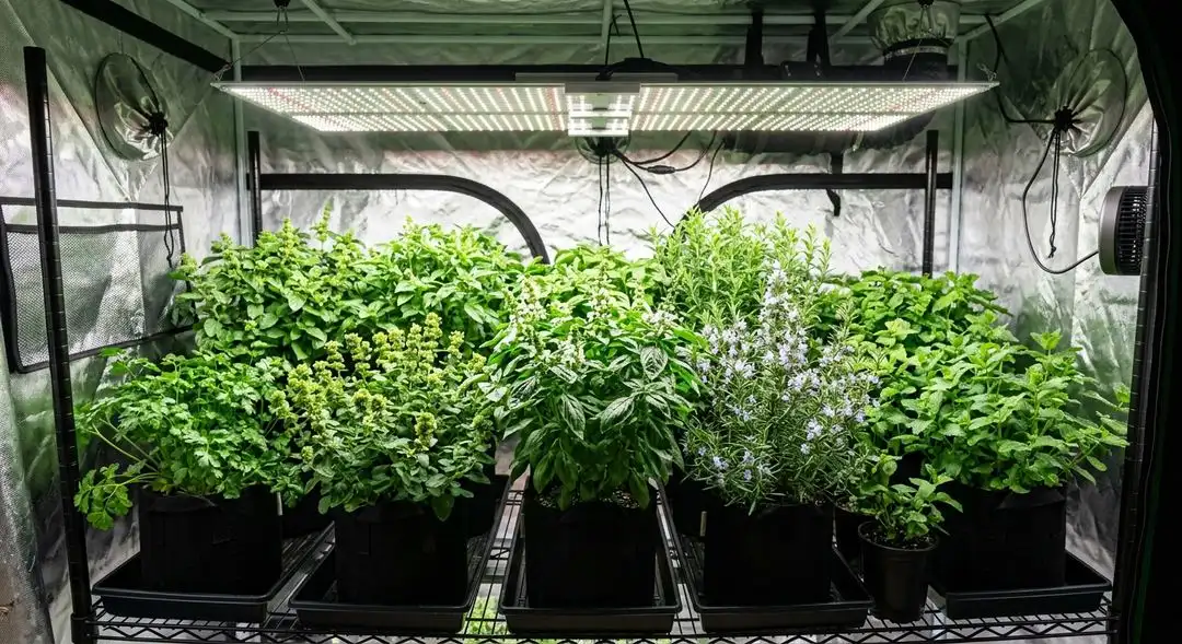 Black Jack feminized cannabis plants in mid-flower stage showing dense indica-dominant bud structure with resin development