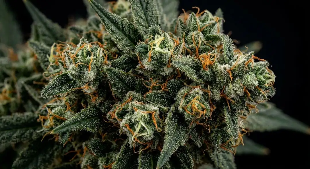 Close-up of Black Widow feminized cannabis buds covered in white trichomes with deep green calyxes and orange pistils
