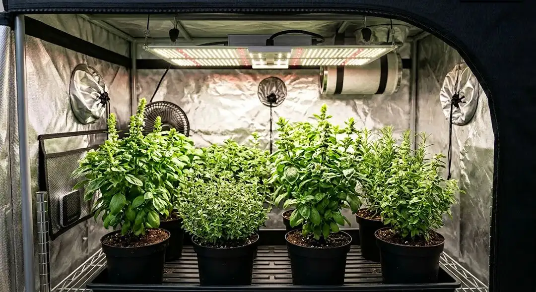 Black Widow cannabis plants in mid-flowering stage showing dense bud sites and heavy trichome development under grow lights