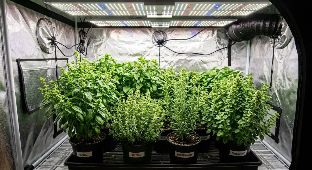 Blackberry Kush cannabis plant in late flowering stage showing purple-tinged fan leaves and swelling resinous buds