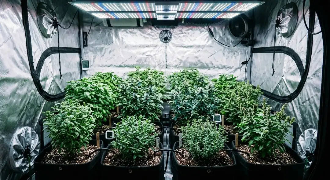 Blue Cookies cannabis plants in mid-flower showing dense bud sites, dark green foliage and early purple coloring under grow lights