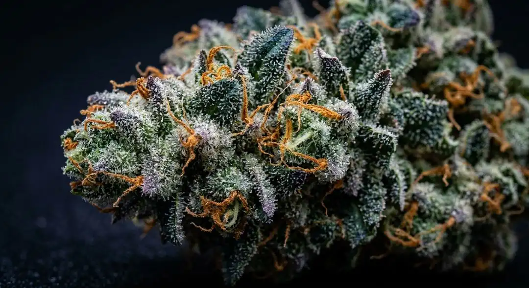 Dense Blue Dream autoflower buds coated in trichomes with vivid blue and green hues, ripe at harvest