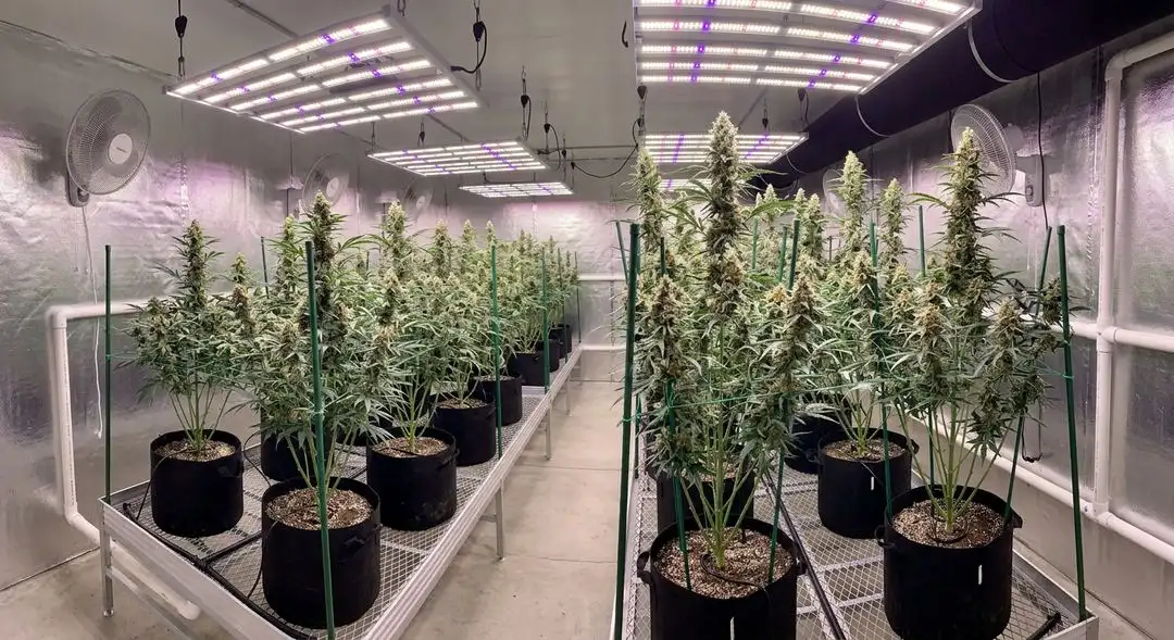 Blue Dream autoflower plants in mid-flowering stage under LED grow lights, showing medium plant structure and bud sites