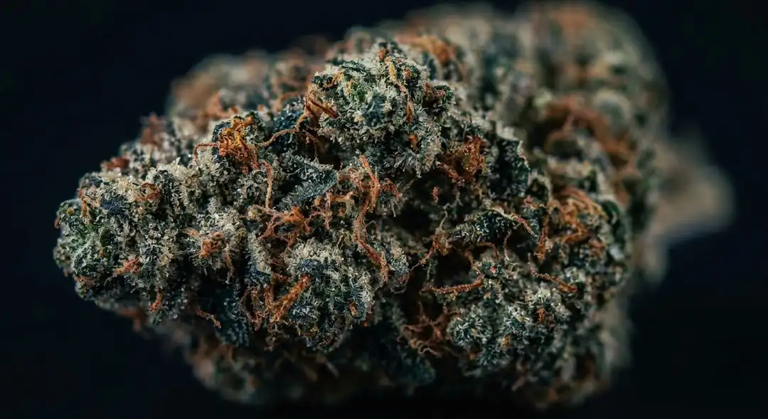 Close-up of Blue Magoo feminized cannabis buds showing dense purple-tinted calyxes with heavy trichome coverage and orange pistils