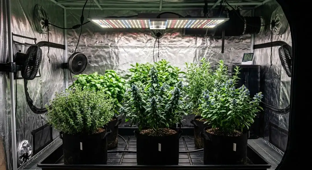 Blue Magoo cannabis plants in mid-flower showing dense bud sites, compact indica structure, and deep green foliage under grow lights