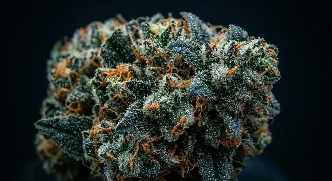 Blue Moonshine Autoflower dense buds showing deep blue-green hues, orange pistils, and frosty trichome coverage
