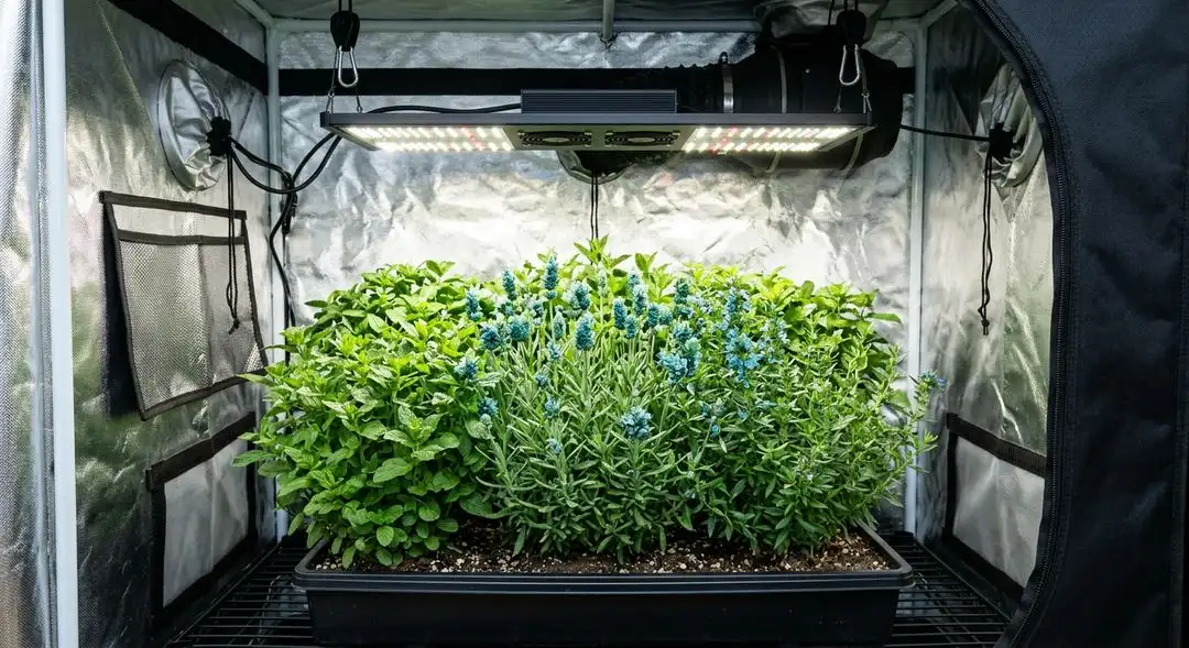 Blue Moonshine Autoflower plant mid-flowering stage showing compact indica structure with blue-green fan leaves and swelling bud sites