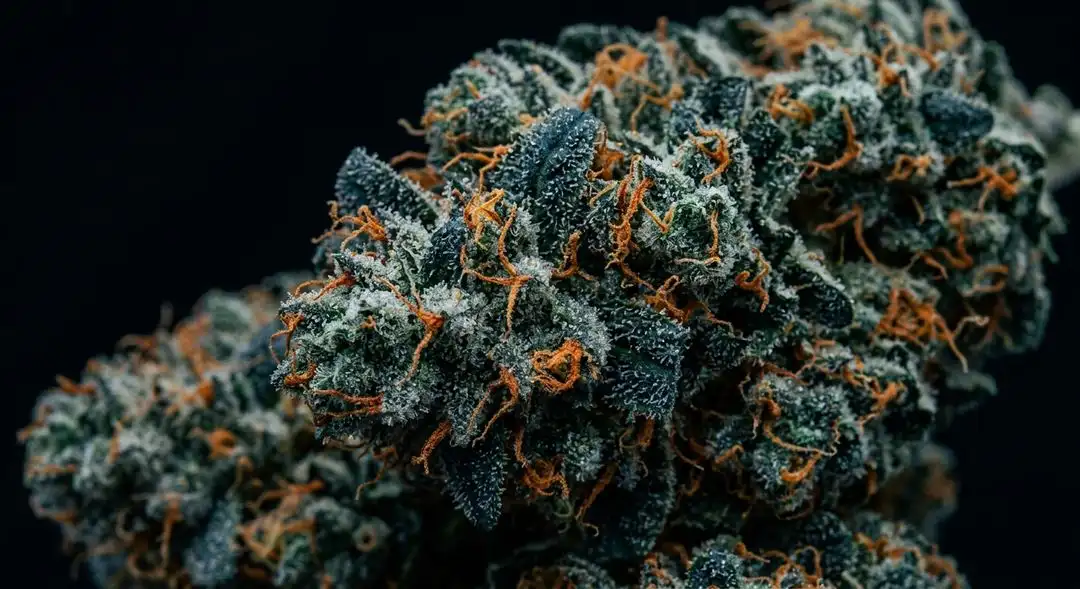Close-up of dense Blueberry strain feminized buds showing deep purple hues, frosty trichomes, and vibrant orange pistils