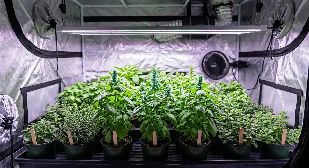 Blueberry strain feminized cannabis plant mid-flower showing developing purple buds and dense indica structure under grow lights