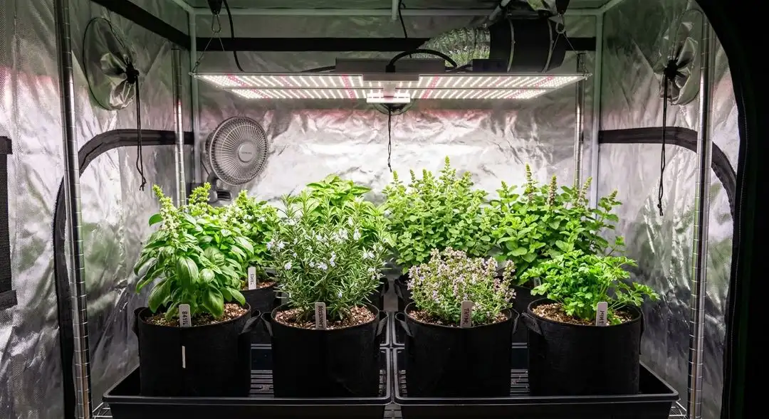 Bob Marley feminized cannabis plant mid-flowering stage showing tall sativa structure with elongated bud sites and healthy green foliage