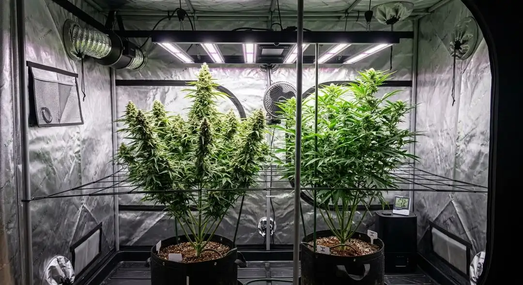Borderliner XTRM cannabis plants mid-flowering under LED grow lights showing dense bud sites and healthy fan leaf development