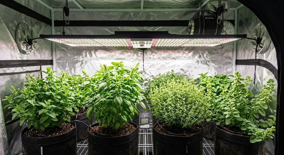 Bubba Kush feminized plant in full flower showing dense indica bud structure and dark resin-coated calyxes