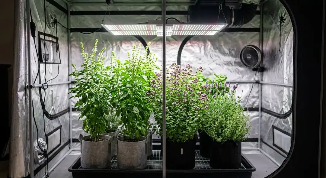 Bubble Gum cannabis plants in full flower under grow lights, showing dense bud development and medium plant structure