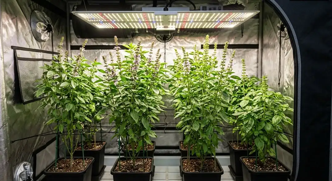 BubbleGum autoflower plant in mid-flower stage under LED grow lights, showing medium structure with dense bud sites developing