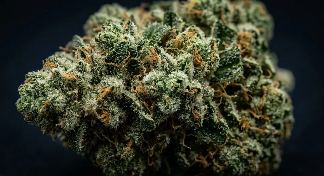 Dense California Skunk feminized buds with golden-green hues, rusty pistils, and a thick coat of resinous trichomes