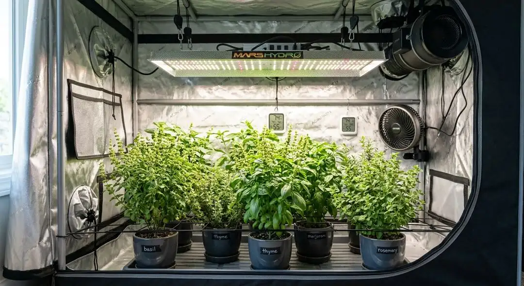 California Skunk feminized plants in mid-flower showing dense bud sites, healthy fan leaves, and vibrant green branching structure