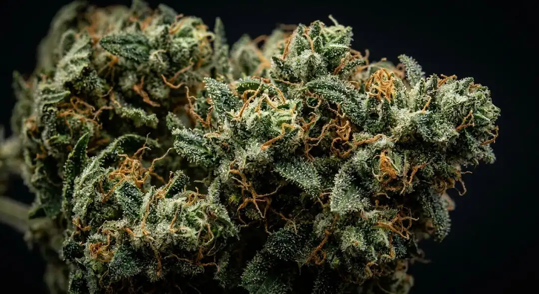 Dense Candyland feminized cannabis buds covered in trichomes showing gold and purple hues at peak harvest maturity